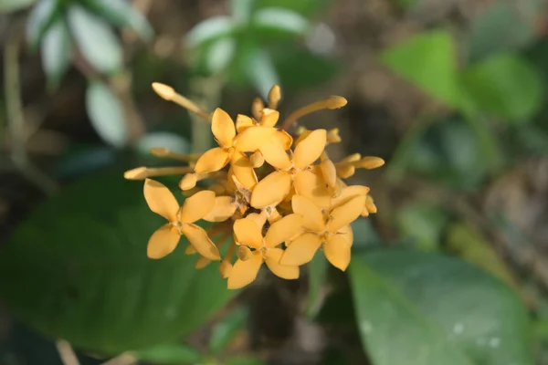 High Angle View Orange Color Jungle Geranium Ixora Coccinea Flower — Stock fotografie