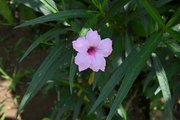 Close Ornamental Pink Color Funnel Shape Flower Several Leaves — Zdjęcie stockowe