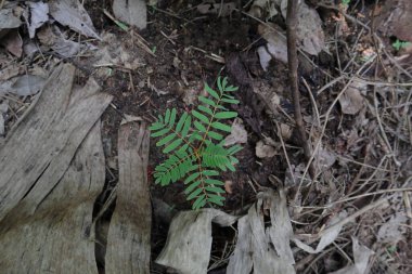 Bir çiftlikte yere ekilmiş küçük bir sebze sinekkuşu bitkisinin yüksek açılı görüntüsü.