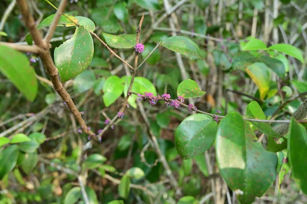 一些紫色的花蕾丛生 准备在野生植物的茎上开花 — 图库照片
