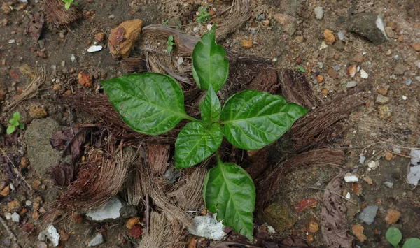 Blick Von Oben Auf Eine Wachsende Kleine Chilipflanze Heimischen Garten — Stockfoto