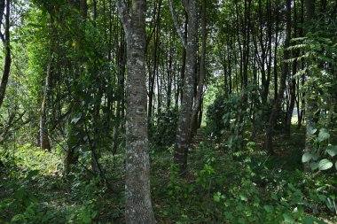 Sri Lanka 'daki bir Agarwood çiftliğinin manzarası. Bu tarla orta büyüklükteki Agarwood bitkilerinden oluşuyor ve ek olarak ekin olarak karabiber sarmaşıkları var.