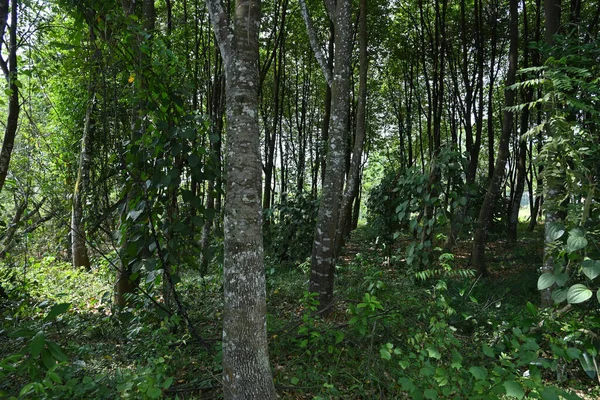 Pohled Krajinu Plantáže Agarwood Srí Lance Tato Plantáž Skládá Středně — Stock fotografie