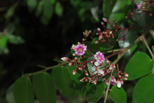 Yıldızlı Bir Meyve Bitkisinin Tomurcuğunun Üzerinde Dokumacı Bir Karınca Olan — Stok fotoğraf