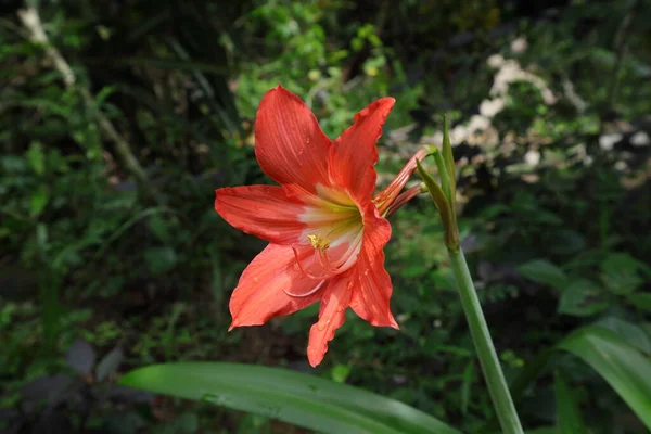 Angle View Large Funnel Shaped Orange Color Hippeastrum Flower Water — Stock Photo, Image