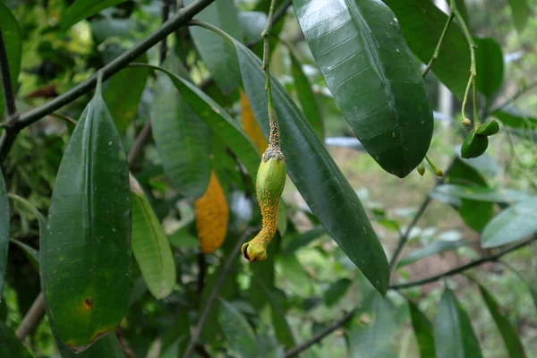 A weird shaped and mutated Eve\'s Apple or Forbidden fruit (Divi Kaduru) hangs under the branch