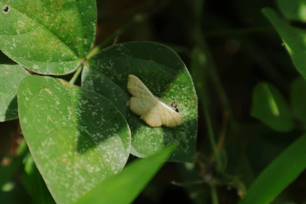 Creamy Color Hairy Moth Top Old Wild Leaflet Sunny Day — Stok fotoğraf