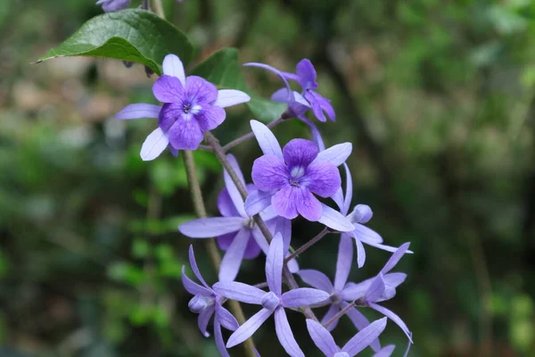 Violet Color Flowers Buds Queen Wreath Vine Petrea Volubilis — Stock fotografie