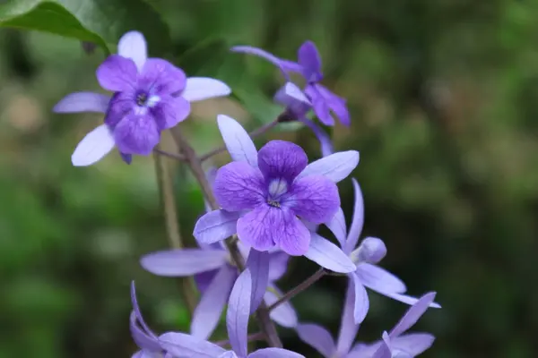 Close Violet Color Sandpaper Vine Petrea Volubilis Flowers — Stock fotografie