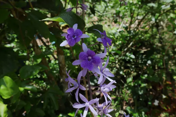 在阳光灿烂的日子里 沙纸葡萄 Petrea Volubilis 的紫罗兰花和花蕾挂在苞片上 — 图库照片