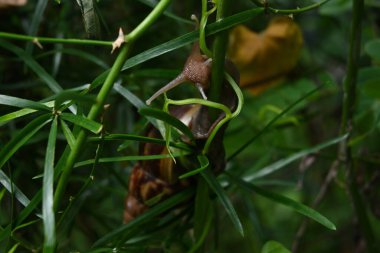 A head and eyes of a Giant African land snail between wild Asparagus racemosus vine and Katuk stem