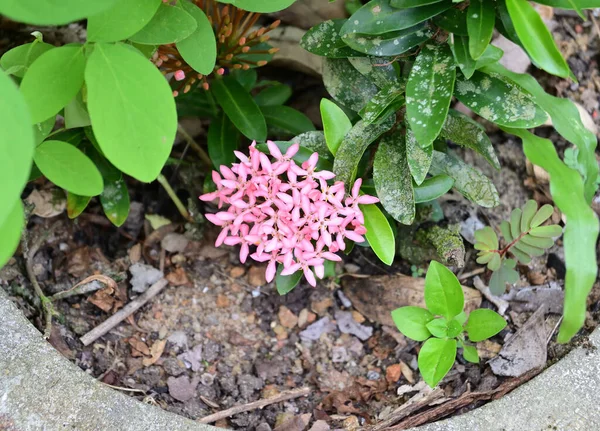 Pink Jungle Geranium Flower Cluster Leaves Cement Potted Ixora Coccinea — Fotografia de Stock