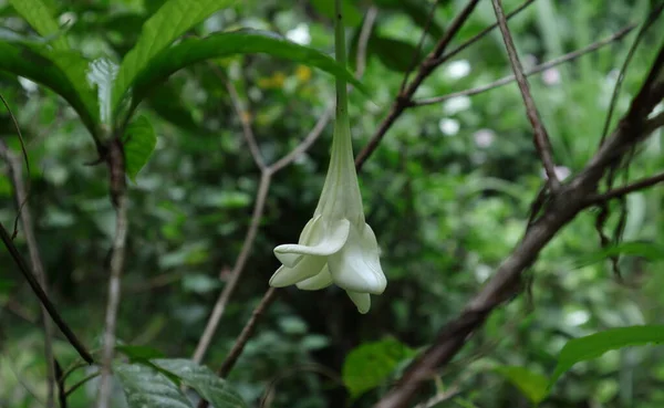 Funnel Shaped Large Cream Color Flower Hangs Facing Ground Wild — Stok Foto