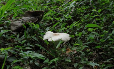 Vahşi bölgede büyük bir mantar tomurcuklanıyor.
