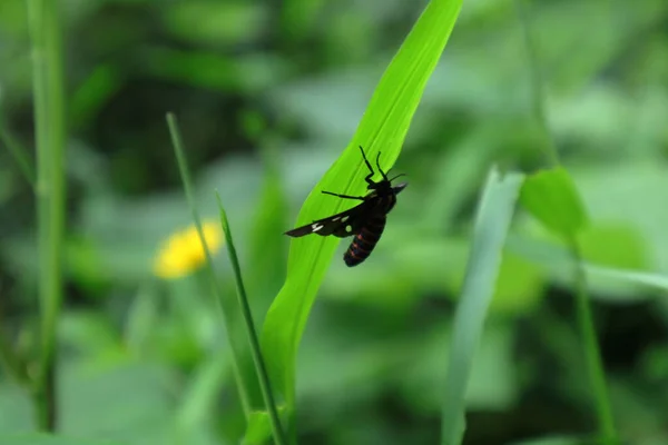 Amata Passalis Moth Hiding Grass Leaf Grassland — ストック写真