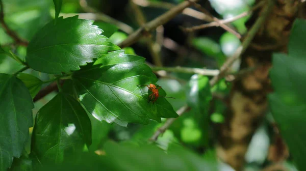 Een Klein Oranje Zwart Kleureninsect Bovenop Een Schoen Zwart Plantenblad — Stockfoto