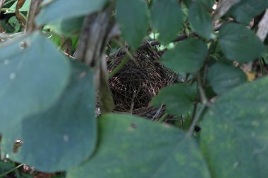 Yırtıcılardan saklanan yaban yaprağı ve dikenli dal arasındaki küçük bir kuş yuvasının yukarıdan görünüşü