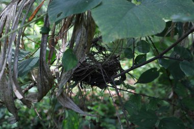 Doğadaki dikenli bir bitkinin dalındaki küçük bir kuş yuvasının yan görüntüsü