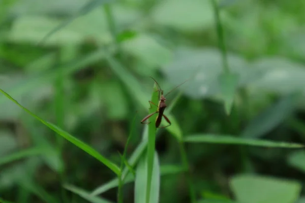 Brown Color Insect Walks Surface Grass Leaf Wild — Photo