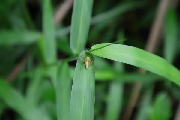 High Angle View Hairy Tiny Spider Grass Leaf Wild — Stok fotoğraf