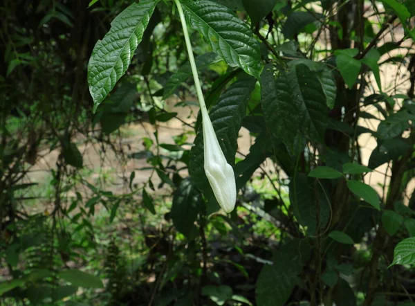 Long Stemmed Cream Color Flower Bud Ready Bloom Leaves — 스톡 사진