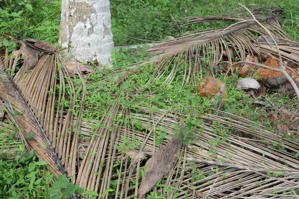 Base View Coconut Palm Fallen Coconut Close Tree Coconut Plantation — Zdjęcie stockowe
