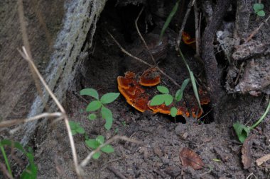 Turuncu renkli mantarlar yerde ölü bir ağaç gövdesinin altında yetişir..