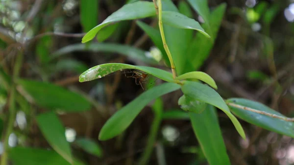 Dişi Turuncu Renkli Bir Örümcek Ağı Beyaz Çizgili Örümcek Orkide — Stok fotoğraf