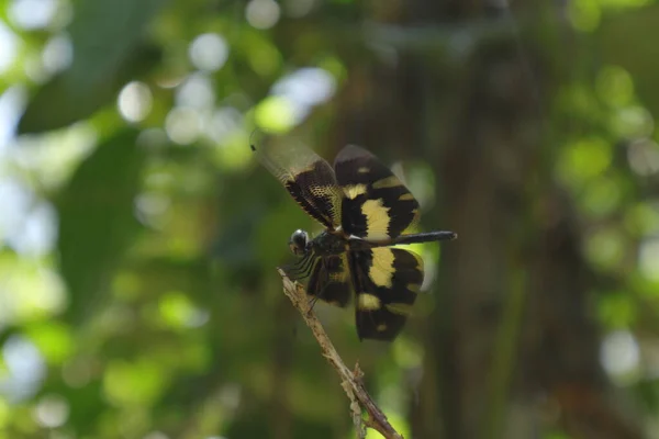 Side View Common Picture Wing Dragonfly Variegated Flutterer Sits Tip — Photo