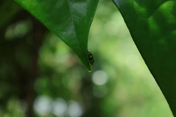 A metallic green color beetle walks on the tip of a Betel leaf