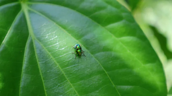 Metallic Green Color Beetle Top Surface Large Betel Leaf — стоковое фото