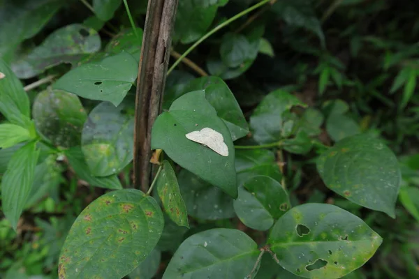 High Angle View Small White Moth Perched Surface Wild Green — Stockfoto