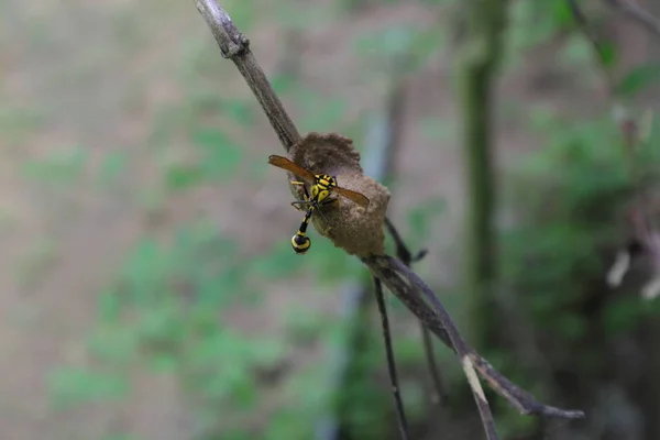 Eine Pottwespe Phimenes Flavopictus Bastelt Ein Halb Gebautes Pottwespennest Auf — Stockfoto