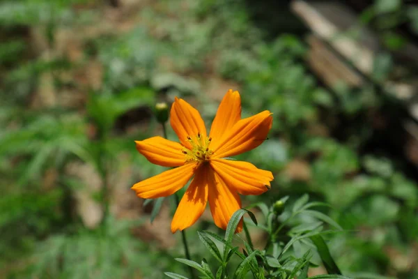 Close Orange Sulfur Cosmos Cosmos Sulphureus Flower Leaves —  Fotos de Stock