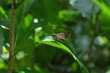 Bir Seylan Swift kelebeği (Parnara Bada) gün ışığında bir Çin Hibiscus yaprağına tünemiştir.