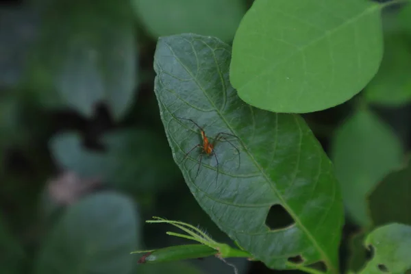 Orange Color Spider Surface Green Leaf Garden — Stok fotoğraf