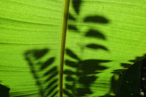 View Large Banana Leaf Direct Sunlight Reveals Leaf Structure Shadows — Photo