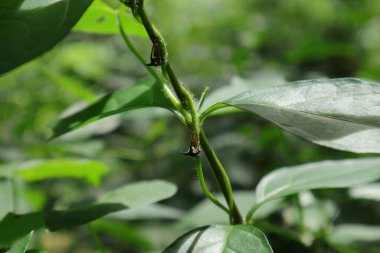 İki tipik ağaç zıpzıpzıpzıpzıpı ya da diken böceği, yere bakan tüylü bir asma sapının tepesinde oturuyor.