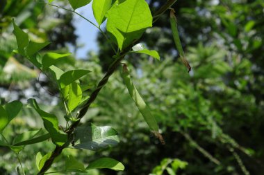 Tırmanan bir bezelye sarmaşığı (Klitoria Ternatea) tohum içerir.