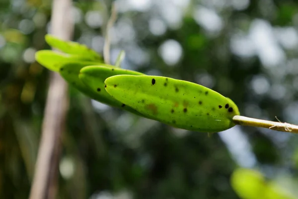 Onder Het Oppervlak Van Een Wild Orchidee Blad Onthult Zijn — Stockfoto