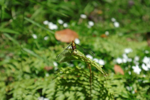 Orange Eyed Yellow Tailed Female Ruddy Darter Sympetrum Sanguineum Dragonfly — Foto de Stock