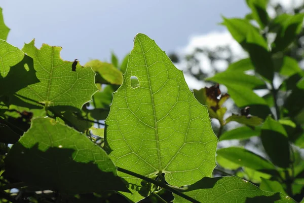 View Creeping Cucumber Solena Amplexicaulis Leaf Direct Sunlight —  Fotos de Stock