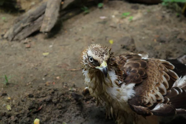 Crested Hawk Eagle Changeable Hawk Eagles Face Including Eye Beak — Fotografia de Stock