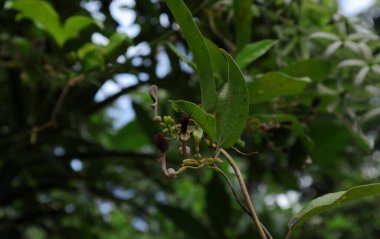 Small maroon color flowers and buds with leaves of an Aristolochia Indica (Sapsada) vine in the wild