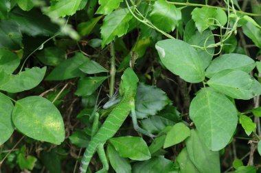 High angle view of a male Common green forest lizard (Calotes Calotes) is walking on top of a plant head revealing lizard's dorsal texture