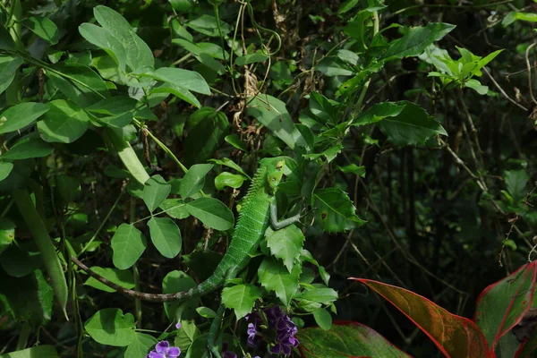 Male Common Green Forest Lizard Calotes Calotes Climbing Top Flower — Fotografia de Stock