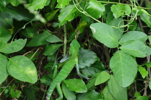 High Angle View Male Common Green Forest Lizard Calotes Calotes — Stock fotografie