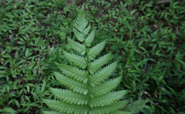 High Angle View Newly Formed Beautiful Fern Frond Leaf Growing — Fotografia de Stock