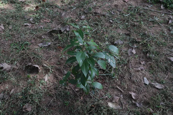 A planted young Cinnamon plant grows in a cinnamon plantation, in background weed plants removed and put on the ground to become dry and decompose