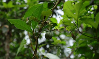 Low angle view of an Aristolochia Indica creeper plant with a hanging mature fruit full with seed capsules inside